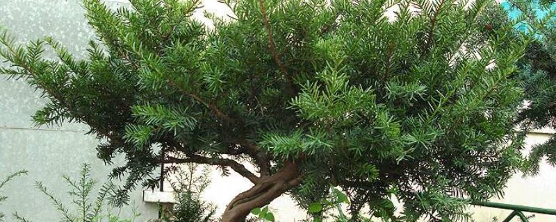 红豆杉的养殖方法，每年2月开始修剪