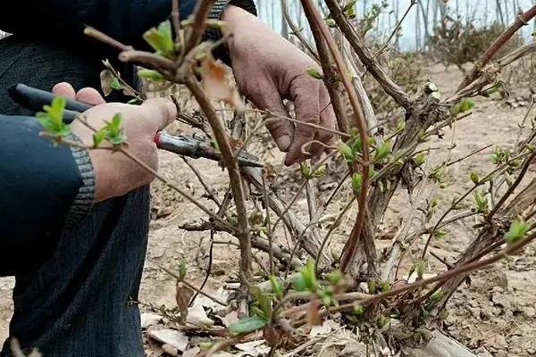 金银花能放在室内吗，可以放在室内但要注意光照