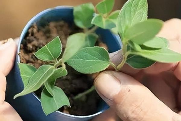 金银花能放在室内吗，可以放在室内但要注意光照