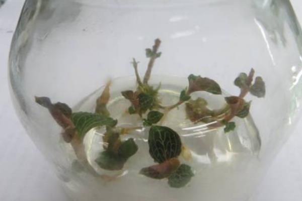 金线莲怎么养殖，春冬季节每天晒光5-7小时左右