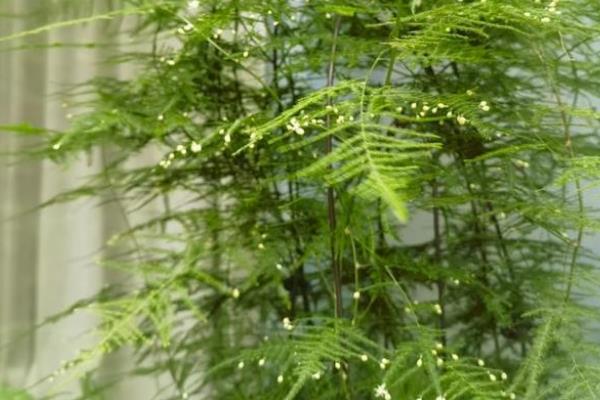 让文竹疯长的方法，生长旺期每隔1个月追施一次有机肥