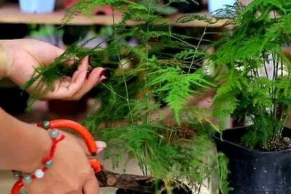 让文竹疯长的方法，生长旺期每隔1个月追施一次有机肥
