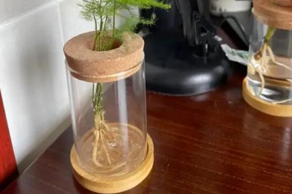 让文竹疯长的方法，生长旺期每隔1个月追施一次有机肥