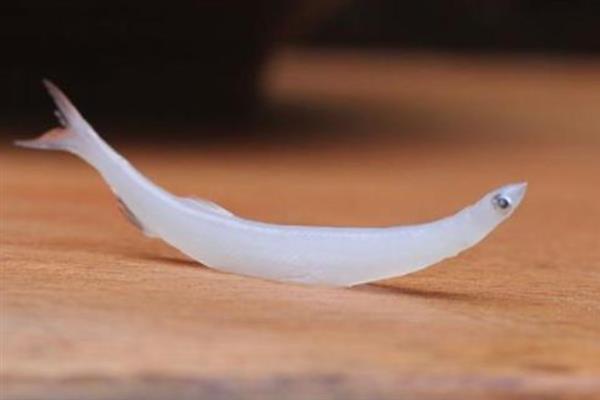 银鱼简介，因体色呈银白色而得名