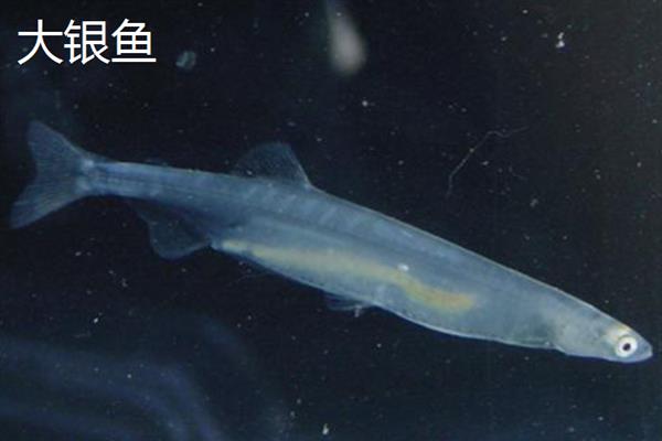 银鱼简介，因体色呈银白色而得名