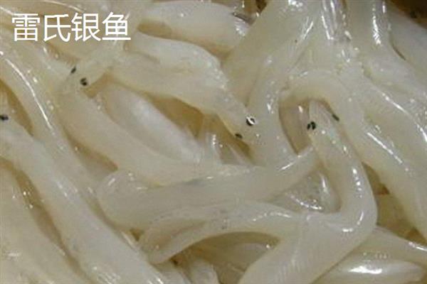 银鱼简介，因体色呈银白色而得名