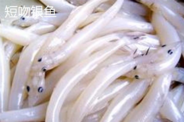 银鱼简介，因体色呈银白色而得名