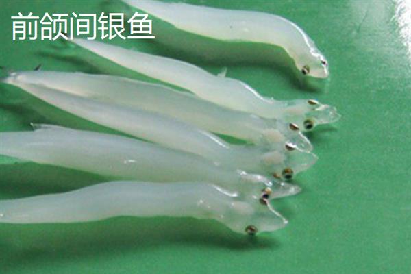 银鱼简介，因体色呈银白色而得名