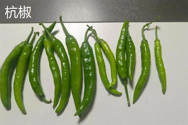 杭椒和小米椒的区别是什么，外观、味道、产地均不同