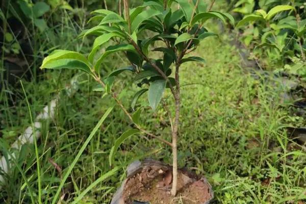 四季桂树苗的价格,会受到产地、规格等条件的影响