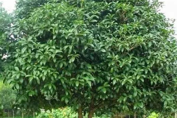 四季桂树苗的价格,会受到产地、规格等条件的影响