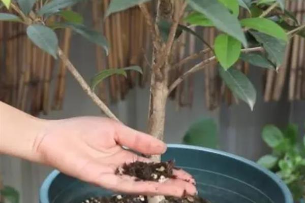 四季桂树苗的价格,会受到产地、规格等条件的影响