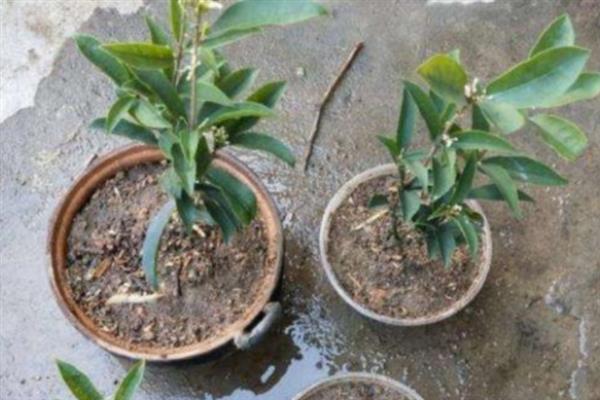 四季桂树苗的价格,会受到产地、规格等条件的影响