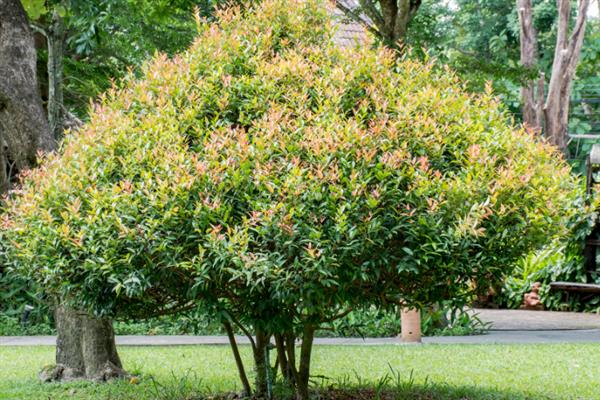 四季桂树苗的价格,会受到产地、规格等条件的影响