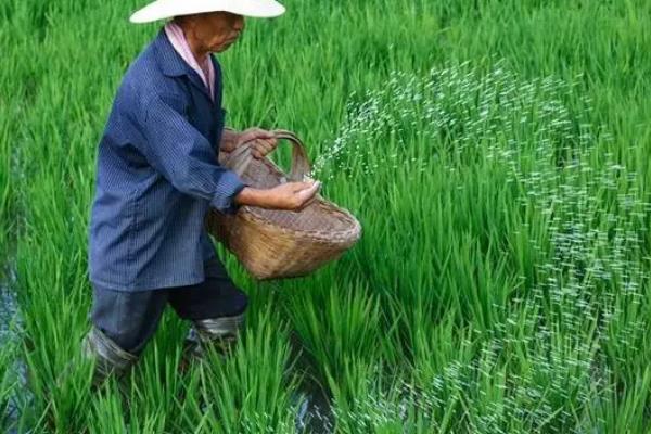 水稻的亩产量，低产田亩产量通常在600-700斤左右