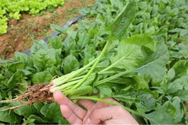 菠菜霜霉病的防治技术，首先需要选择抗病品种