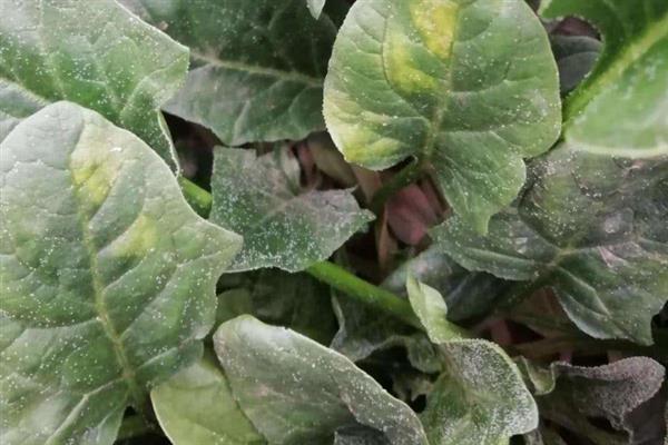 菠菜霜霉病的防治技术，首先需要选择抗病品种