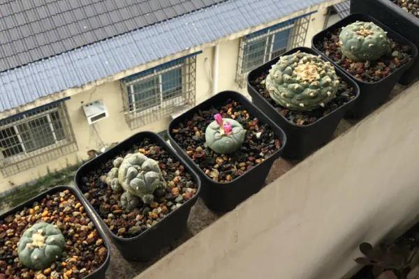 怎么修剪乌羽玉的根部，选在植株生长旺盛的春秋季进行