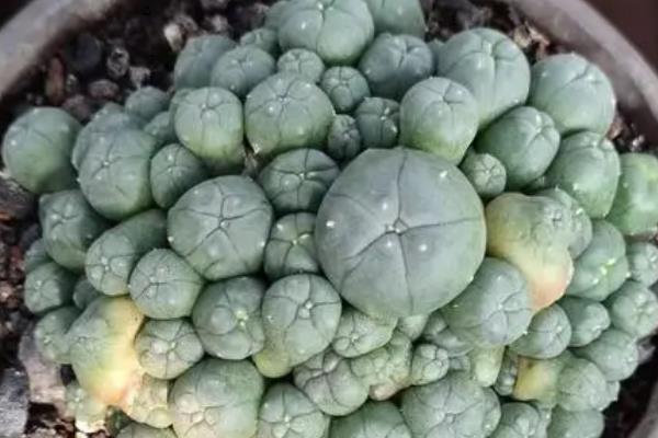 怎么修剪乌羽玉的根部，选在植株生长旺盛的春秋季进行
