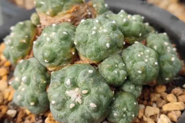 怎么修剪乌羽玉的根部，选在植株生长旺盛的春秋季进行