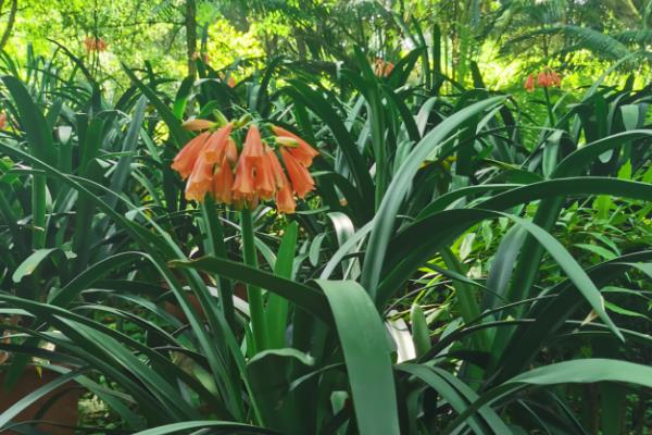 垂笑君子兰何时开花，花期为12月至来年5月