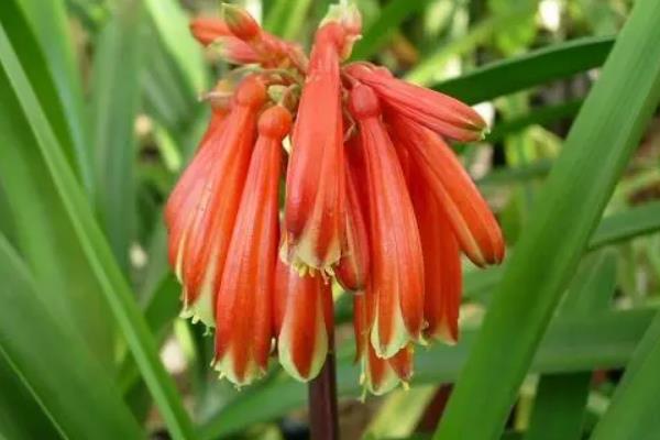 垂笑君子兰何时开花，花期为12月至来年5月