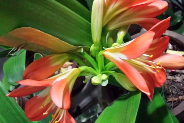 垂笑君子兰何时开花，花期为12月至来年5月