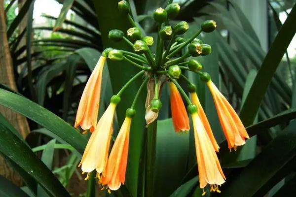 垂笑君子兰何时开花，花期为12月至来年5月