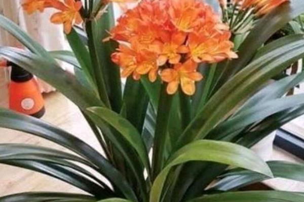 垂笑君子兰何时开花，花期为12月至来年5月