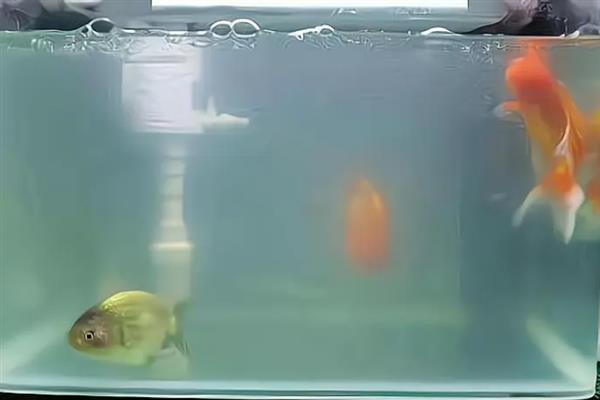 鱼缸玻璃上的白色雾状东西是什么，是大量死亡的硝化细菌