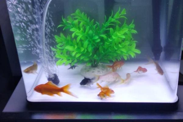 鱼缸玻璃上的白色雾状东西是什么，是大量死亡的硝化细菌