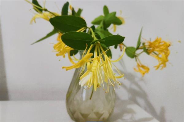 金银花怎么保鲜，剪除叶片斜剪根基再插入水中