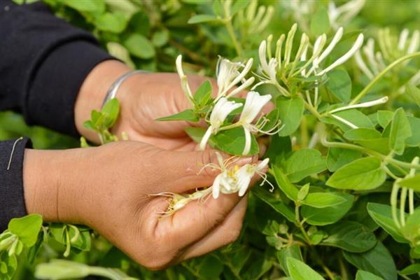 金银花怎么保鲜，剪除叶片斜剪根基再插入水中