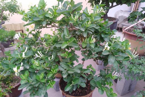 金银花怎么保鲜，剪除叶片斜剪根基再插入水中
