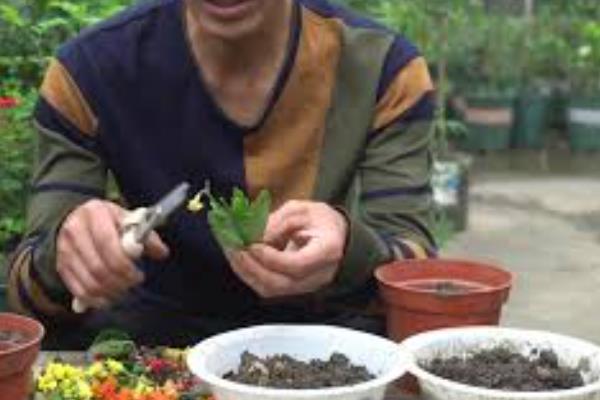 菠萝铁树的夏季养殖技巧，一定要及时的进行补水