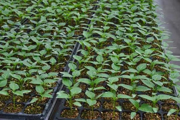 盘菜的亩产量，亩产量一般在3000至4000斤
