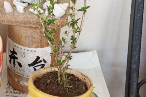 满天星的种植方法，多采用扦插方式进行繁殖