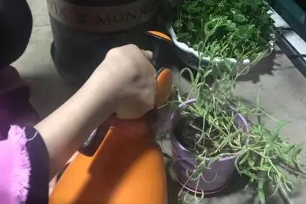 满天星的种植方法，多采用扦插方式进行繁殖