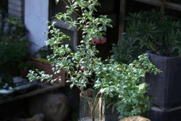 马醉木如何养护，生长期对肥料需求较高