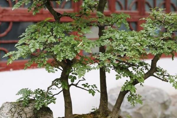 黄荆盆景怎样修剪，主要以修剪枝条为主