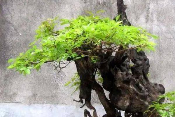 黄荆盆景怎样修剪，主要以修剪枝条为主