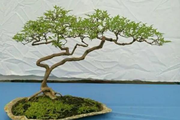黄荆盆景怎样修剪，主要以修剪枝条为主