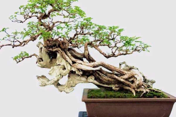 黄荆盆景怎样修剪，主要以修剪枝条为主