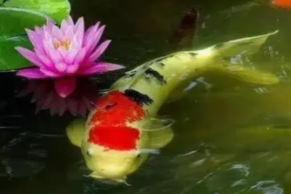 日本锦鲤简介，别称红鲤鱼、花脊鱼等