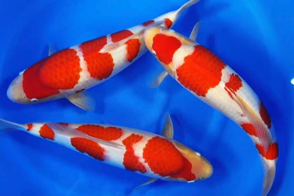 日本锦鲤简介，别称红鲤鱼、花脊鱼等
