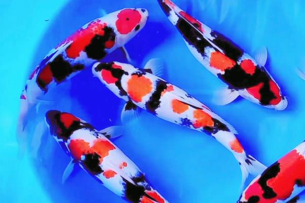 日本锦鲤简介，别称红鲤鱼、花脊鱼等