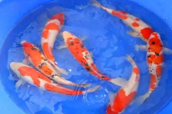 日本锦鲤简介，别称红鲤鱼、花脊鱼等