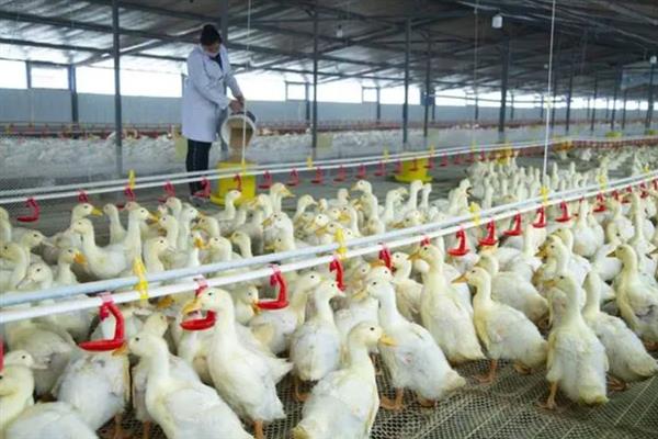 鸭子圈养技术，选择优良的品种是关键