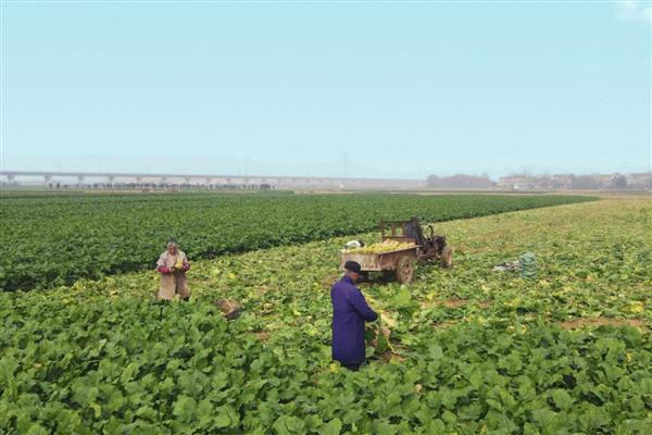 芥菜何时收获，春季播种经过1个月即可收获