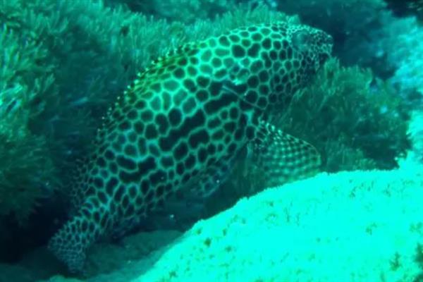 网纹石斑鱼的产地，在我国主产于南海、西沙群岛等海域和一些沿海省份
